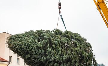 FOTO: Nový vianočný stromček už priviezli do Trnavy. Pozrite si, ako vyzerá