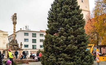 FOTO: Nový vianočný stromček už priviezli do Trnavy. Pozrite si, ako vyzerá