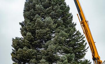 FOTO: Nový vianočný stromček už priviezli do Trnavy. Pozrite si, ako vyzerá