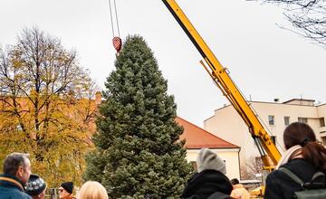 FOTO: Nový vianočný stromček už priviezli do Trnavy. Pozrite si, ako vyzerá