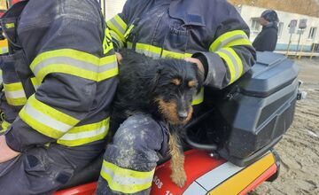 FOTO: Dobrovoľní hasiči zachránili psíka v núdzi