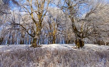 FOTO: Zasnežené Malé Karpaty očami Trnavčanov