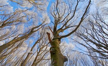FOTO: Zasnežené Malé Karpaty očami Trnavčanov