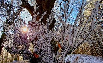 FOTO: Zasnežené Malé Karpaty očami Trnavčanov