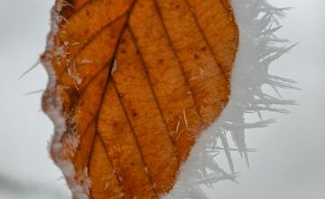 FOTO: Zasnežené Malé Karpaty očami Trnavčanov