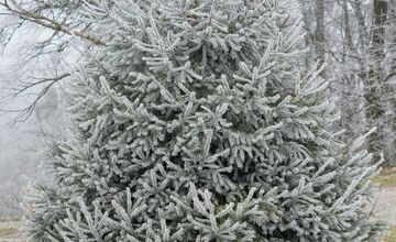 FOTO: Zasnežené Malé Karpaty očami Trnavčanov