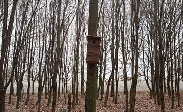 FOTO: V trnavskom lesoparku niekto osadil búdky pre vtákov. Ľudia mu ďakujú