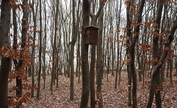 FOTO: V trnavskom lesoparku niekto osadil búdky pre vtákov. Ľudia mu ďakujú