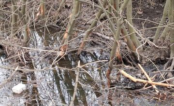 FOTO: Bobor v Horných Orešanoch