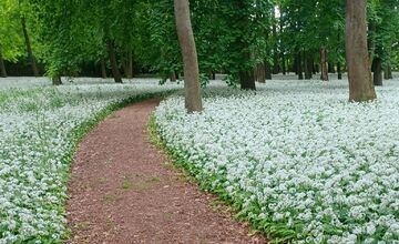 FOTO: Park v Dolnej Krupej pripomína vďaka bielym kvetom zasneženú krajinu
