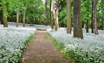 FOTO: Park v Dolnej Krupej pripomína vďaka bielym kvetom zasneženú krajinu