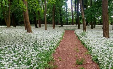 FOTO: Park v Dolnej Krupej pripomína vďaka bielym kvetom zasneženú krajinu