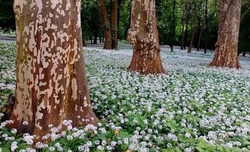 FOTO: Park v Dolnej Krupej pripomína vďaka bielym kvetom zasneženú krajinu