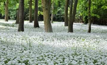 FOTO: Park v Dolnej Krupej pripomína vďaka bielym kvetom zasneženú krajinu