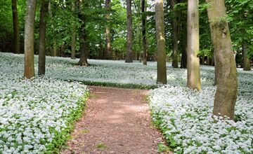 FOTO: Park v Dolnej Krupej pripomína vďaka bielym kvetom zasneženú krajinu