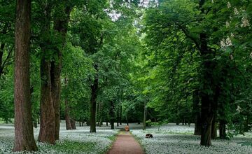 FOTO: Park v Dolnej Krupej pripomína vďaka bielym kvetom zasneženú krajinu