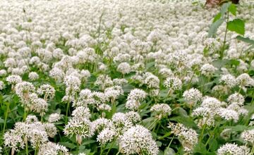 FOTO: Park v Dolnej Krupej pripomína vďaka bielym kvetom zasneženú krajinu