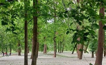 FOTO: Park v Dolnej Krupej pripomína vďaka bielym kvetom zasneženú krajinu