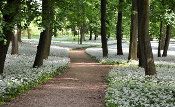 FOTO: Park v Dolnej Krupej pripomína vďaka bielym kvetom zasneženú krajinu