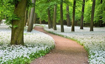 FOTO: Park v Dolnej Krupej pripomína vďaka bielym kvetom zasneženú krajinu