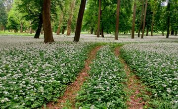 FOTO: Park v Dolnej Krupej pripomína vďaka bielym kvetom zasneženú krajinu