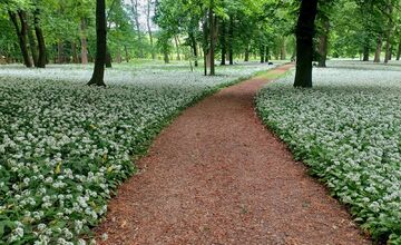 FOTO: Park v Dolnej Krupej pripomína vďaka bielym kvetom zasneženú krajinu