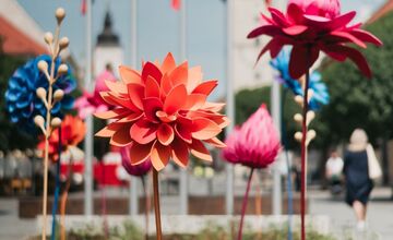 FOTO: V Trnave počas Májového kvetu vyrástli dvojmetrové pestrofarebné kvety