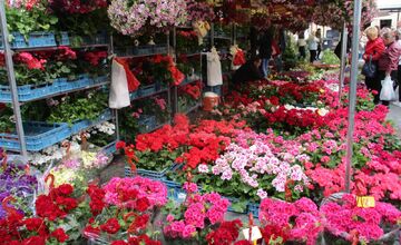 FOTO: Májový kvet 2025