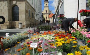 FOTO: Májový kvet 2025