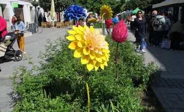 FOTO: Májový kvet 2025