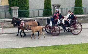 FOTO: Ulice Serede ožili tradičnou svadbou na kočoch