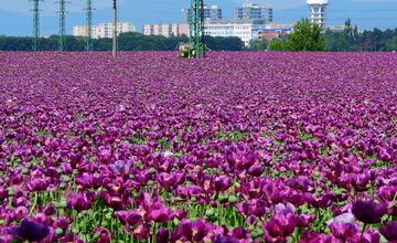 FOTO: Romanovi sa podarili neuveriteľné zábery lúky plnej fialových kvetov