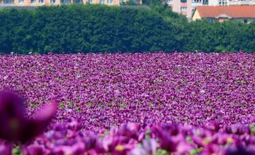 FOTO: Romanovi sa podarili neuveriteľné zábery lúky plnej fialových kvetov