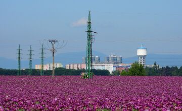 FOTO: Romanovi sa podarili neuveriteľné zábery lúky plnej fialových kvetov