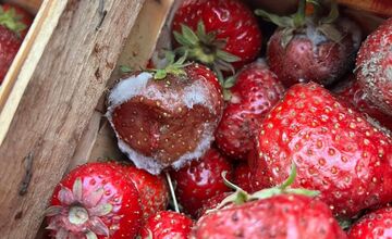 FOTO: Namiesto čerstvých jahôd dostala Hlohovčanka zhnité a plesnivé jahody