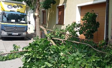 FOTO: Spadnutý strom v Piešťanoch