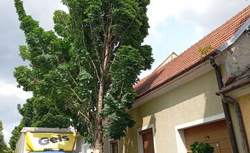 FOTO: Spadnutý strom v Piešťanoch