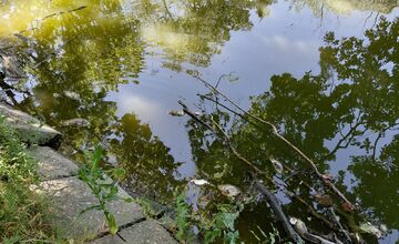 FOTO: Desivý nález na Kamennom mlyne, Trnavčan tam našiel uhynuté ryby