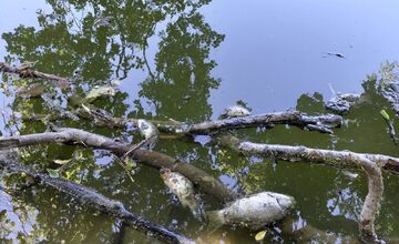 FOTO: Desivý nález na Kamennom mlyne, Trnavčan tam našiel uhynuté ryby
