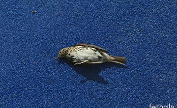 FOTO: Kvôli sklenenému oploteniu ihriska zomierajú vtáky