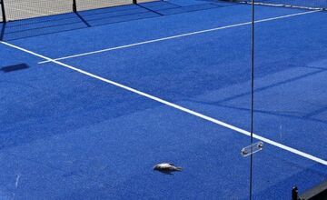 FOTO: Kvôli sklenenému oploteniu ihriska zomierajú vtáky