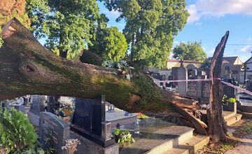 FOTO: Silný vietor napáchal škody aj na trnavskom cintoríne, popadali tam stromy
