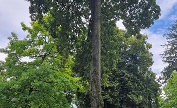 FOTO: V Piešťanoch spadol na ihrisko chorý strom