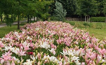 FOTO: Agátka kvitne ako z rozprávky
