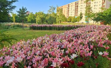 FOTO: Agátka kvitne ako z rozprávky