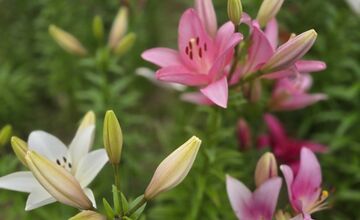 FOTO: Agátka kvitne ako z rozprávky