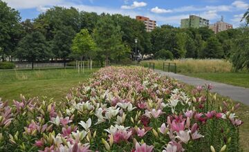 FOTO: Agátka kvitne ako z rozprávky