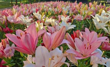 FOTO: Agátka kvitne ako z rozprávky