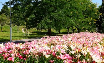 FOTO: Agátka kvitne ako z rozprávky