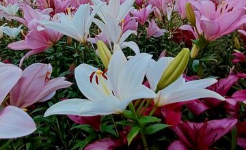 FOTO: Agátka kvitne ako z rozprávky